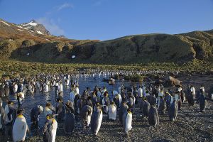 Gold Harbour, South Georgia Island 152.jpg